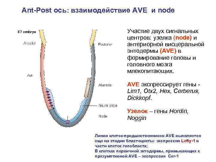 Ant-Рost ось: взаимодействие AVE и node Участие двух сигнальных центров: узелка (node) и антериорной