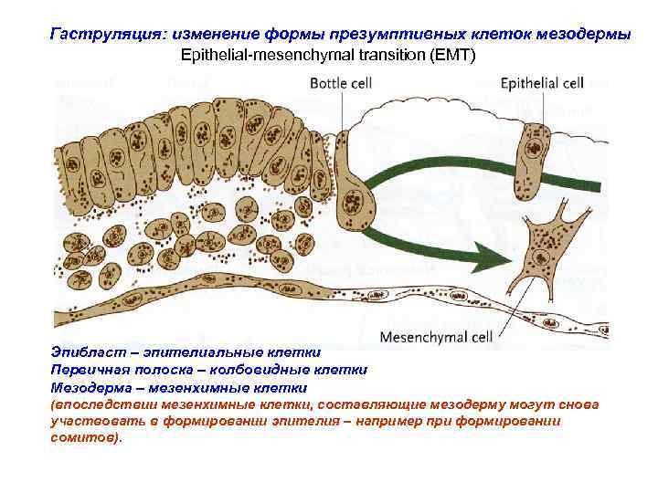 Гаструляция: изменение формы презумптивных клеток мезодермы Epithelial-mesenchymal transition (EMT) Эпибласт – эпителиальные клетки Первичная