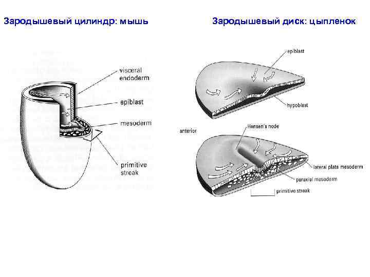Зародышевый цилиндр: мышь Зародышевый диск: цыпленок 