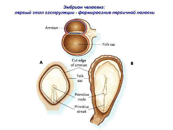 Эмбрион человека: первый этап гаструляции - формирование первичной полоски 