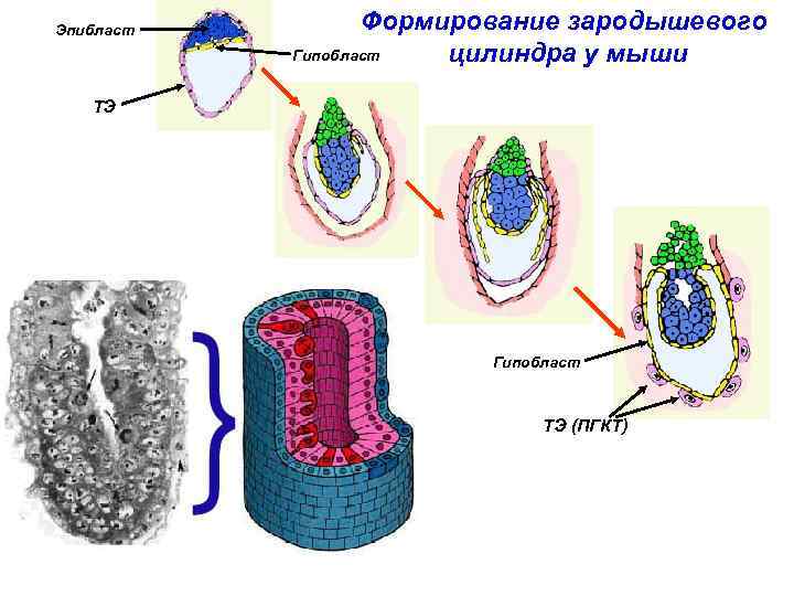 Эпибласт Формирование зародышевого Гипобласт цилиндра у мыши ТЭ Гипобласт ТЭ (ПГКТ) 