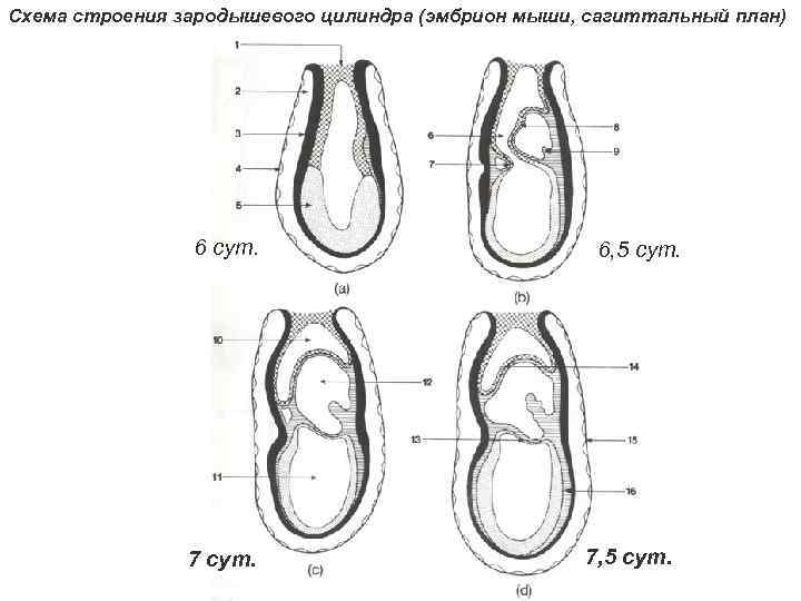 Схема строения зародышевого цилиндра (эмбрион мыши, сагиттальный план) 6 сут. 7 сут. 6, 5