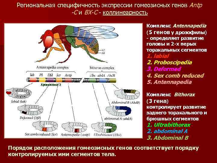 Региональная специфичность экспрессии гомеозисных генов Antp -C и BX-C - коллинеарность Комплекс Antennapedia (5