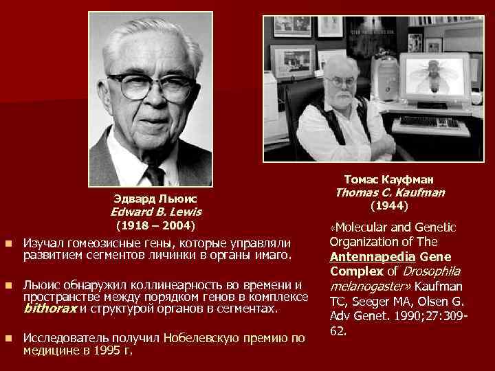 Томас Кауфман Эдвард Льюис Edward B. Lewis (1918 – 2004) n Изучал гомеозисные гены,
