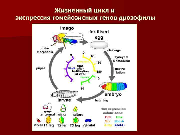 Жизненный цикл и экспрессия гомейозисных генов дрозофилы 