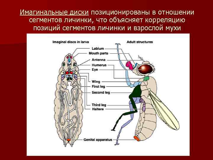 Имагинальные диски позиционированы в отношении сегментов личинки, что объясняет корреляцию позиций сегментов личинки и