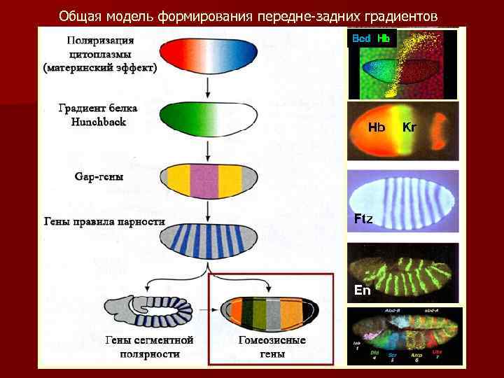 Общая модель формирования передне-задних градиентов Bcd Hb 