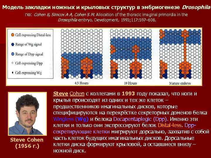 Модель закладки ножных и крыловых структур в эмбриогенезе Drosophila по: Cohen B, Simcox A