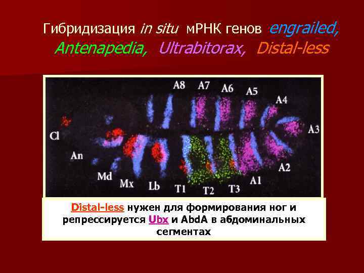 Гибридизация in situ м. РНК генов engrailed, Antenapedia, Ultrabitorax, Distal-less нужен для формирования ног