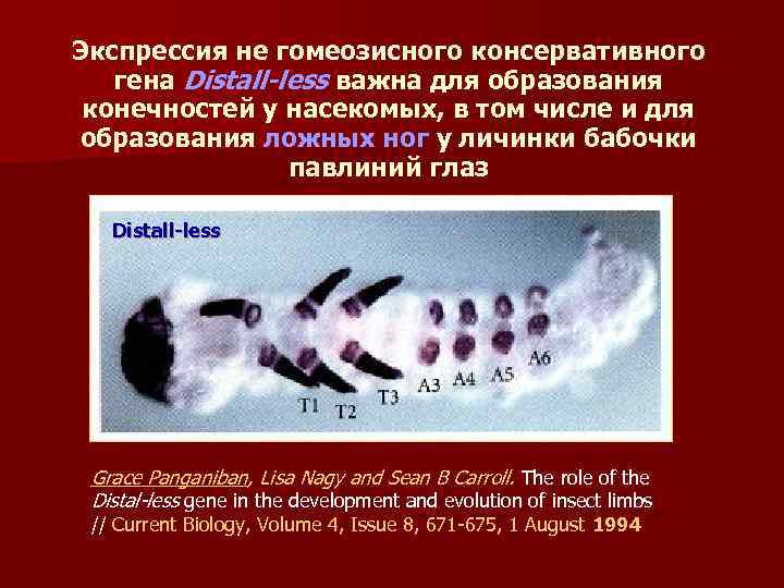 Экспрессия не гомеозисного консервативного гена Distall-less важна для образования конечностей у насекомых, в том
