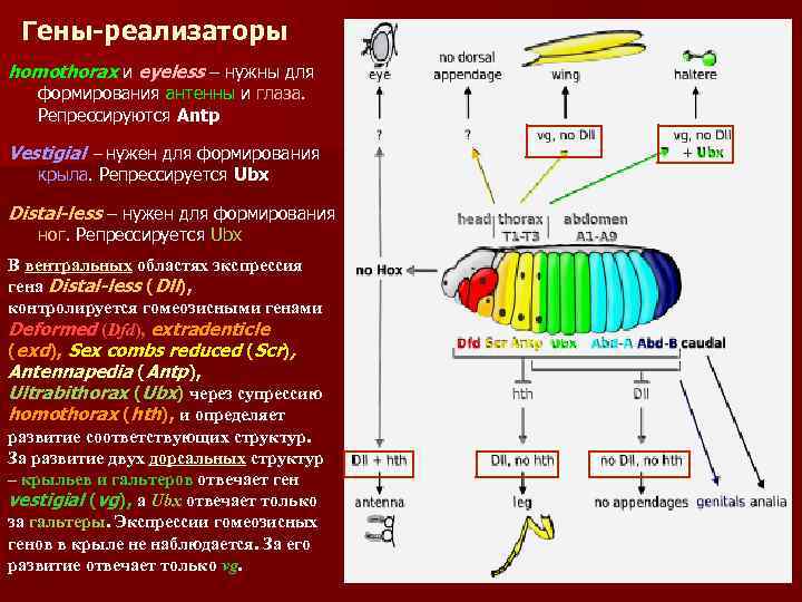 Гены-реализаторы homothorax и eyeless – нужны для формирования антенны и глаза. Репрессируются Antp Vestigial
