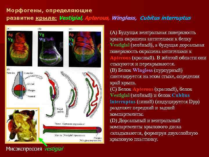 Морфогены, определяющие развитие крыла: Vestigial, Apterous, Wingless, Cubitus interruptus Ap Vg Vg Wg Мисэкспрессия