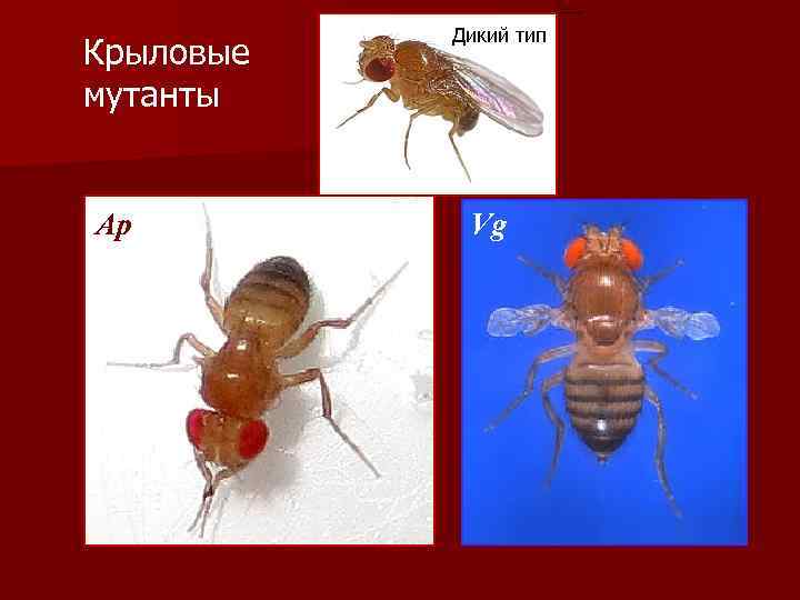 Крыловые мутанты Ap Дикий тип Vg 