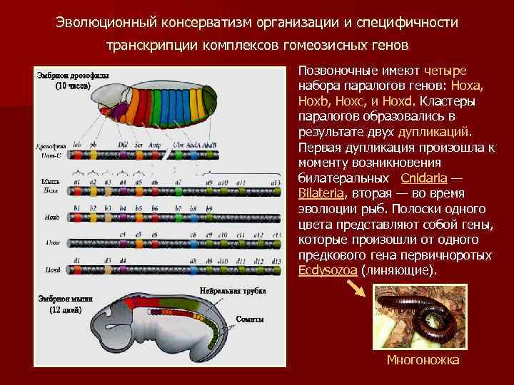 Эволюционный консерватизм организации и специфичности транскрипции комплексов гомеозисных генов Hoxb Позвоночные имеют четыре набора