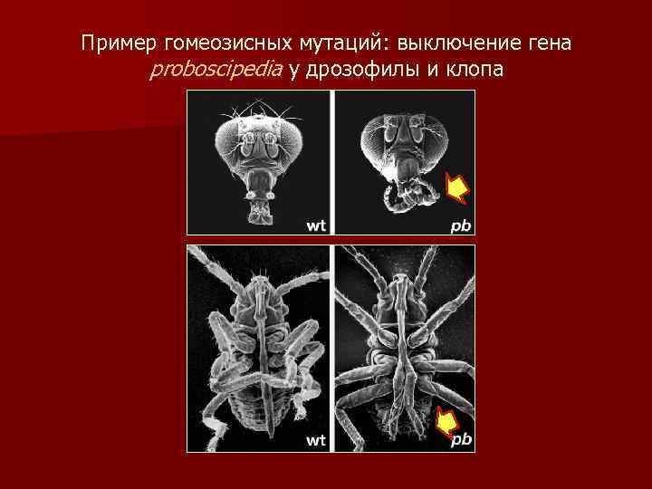 Пример гомеозисных мутаций: выключение гена proboscipedia у дрозофилы и клопа 