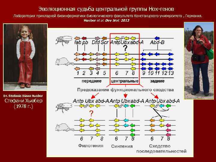 Эволюционная судьба центральной группы Hox-генов Лаборатория прикладной биоинформатики биологического факультета Констанцского университета , Германия.