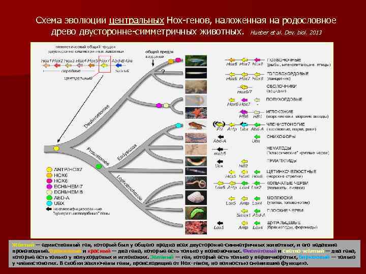 Схема эволюции центральных Hox-генов, наложенная на родословное древо двусторонне-симметричных животных. Hueber et al. Dev.