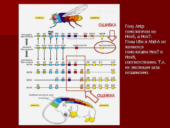 ОШИБКА Гену Antp гомологичен не Hox 6, а Hox 7. Гены Ubx и Abd-А