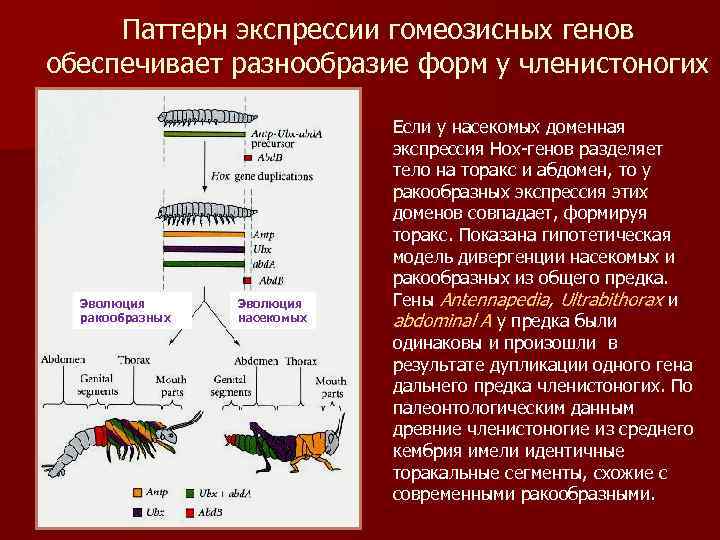 Паттерн экспрессии гомеозисных генов обеспечивает разнообразие форм у членистоногих Эволюция ракообразных Эволюция насекомых Если