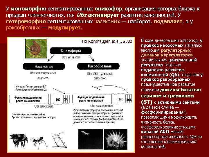 У мономорфно сегментированных онихофор, организация которых близка к предкам членистоногих, ген Ubx активирует развитие