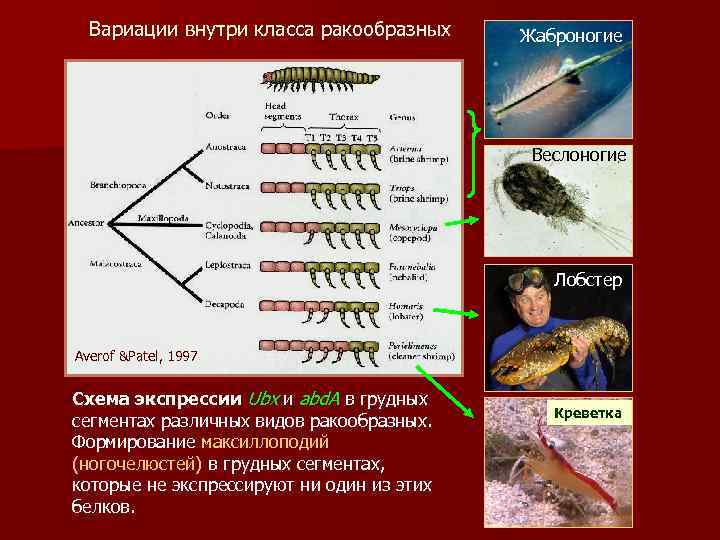Вариации внутри класса ракообразных Жаброногие Веслоногие Лобстер Averof &Patel, 1997 Схема экспрессии Ubx и