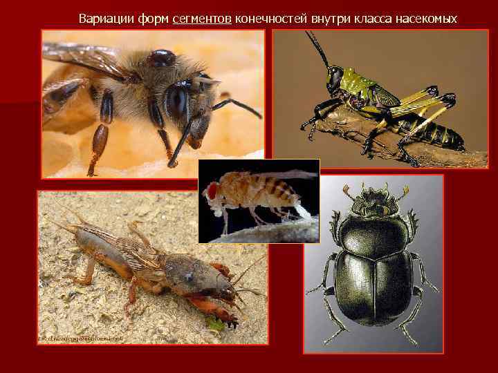 Вариации форм сегментов конечностей внутри класса насекомых 