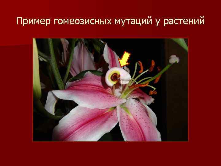 Пример гомеозисных мутаций у растений 