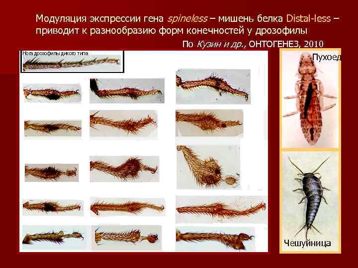 Модуляция экспрессии гена spineless – мишень белка Distal-less – приводит к разнообразию форм конечностей