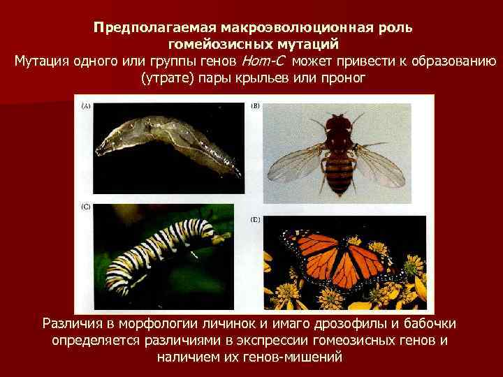 Предполагаемая макроэволюционная роль гомейозисных мутаций Мутация одного или группы генов Hom-C может привести к