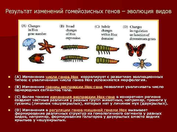 Результат изменений гомейозисных генов – эволюция видов n (А) Изменение числа генов Hox коррелирует