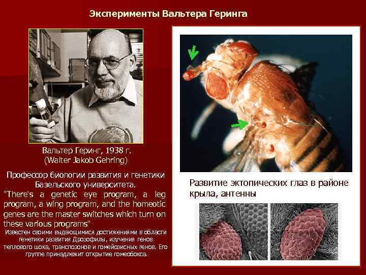 Эксперименты Вальтера Геринга Вальтер Геринг, 1938 г. (Walter Jakob Gehring) Профессор биологии развития и