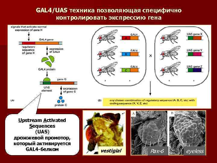 GAL 4/UAS техника позволяющая специфично контролировать экспрессию гена Upstream Activated Sequences (UAS) дрожжевой промотор,