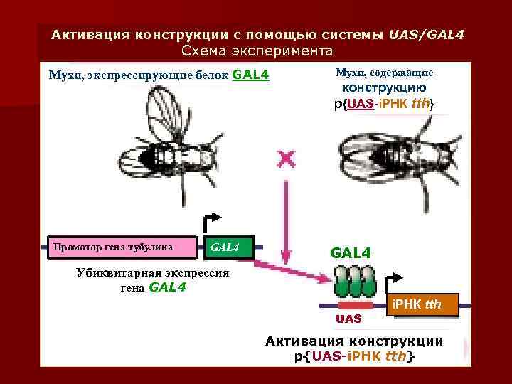 Активация конструкции с помощью системы UAS/GAL 4 Схема эксперимента Мухи, экспрессирующие белок GAL 4
