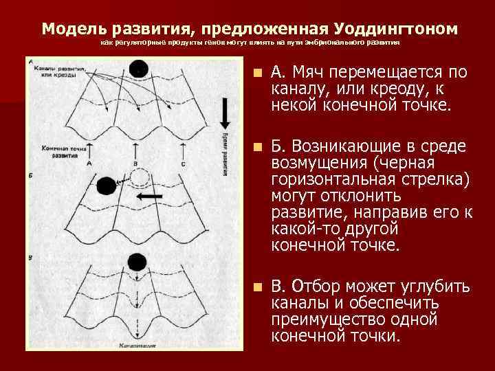 Модель развития, предложенная Уоддингтоном как регуляторные продукты генов могут влиять на пути эмбрионального развития