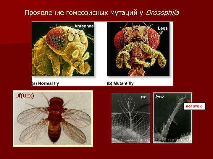 Проявление гомеозисных мутаций у Drosophila Df(Ubx) wt lawc коготок 
