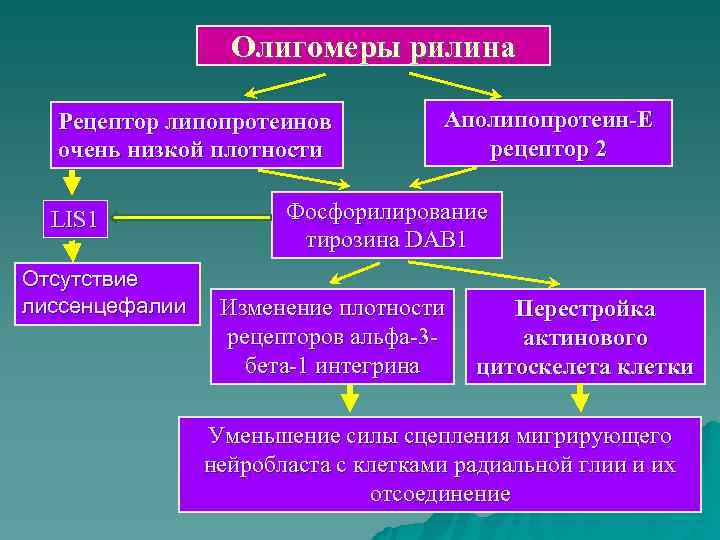    Олигомеры рилина  Рецептор липопротеинов   Аполипопротеин-Е  очень низкой