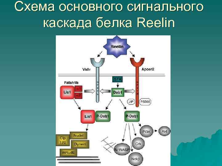 Схема основного сигнального каскада белка Reelin 