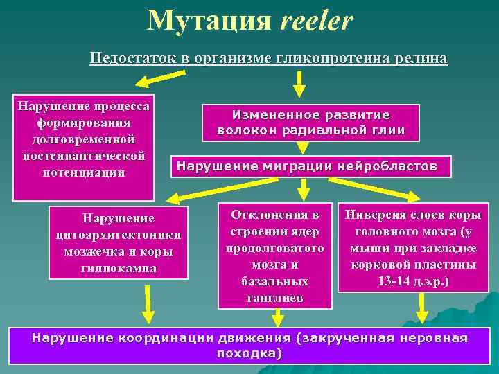    Мутация reeler  Недостаток в организме гликопротеина релина Нарушение процесса 