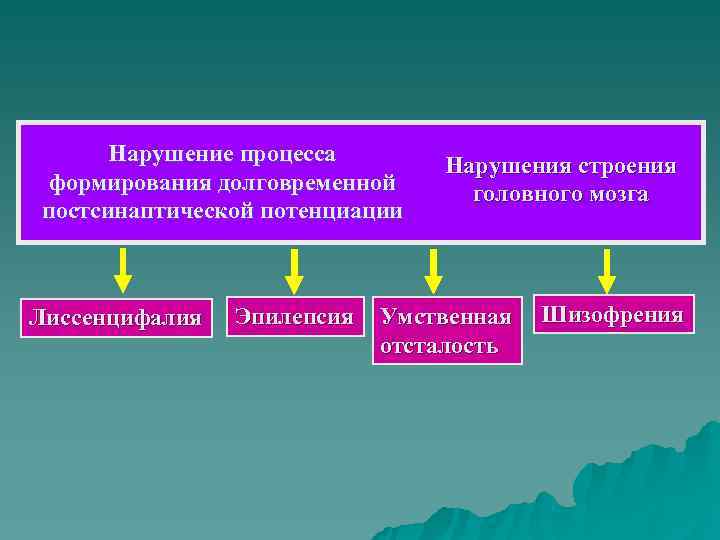  Нарушение процесса  Нарушения строения  формирования долговременной головного мозга постсинаптической потенциации 