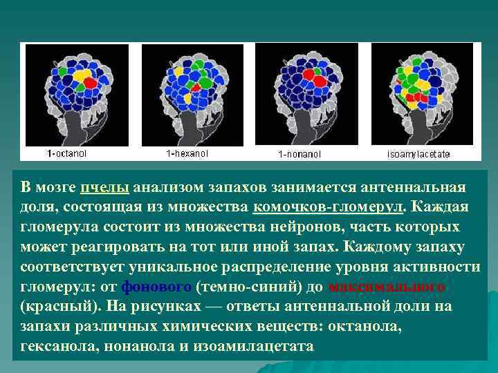 В мозге пчелы анализом запахов занимается антеннальная доля, состоящая из множества комочков-гломерул. Каждая гломерула