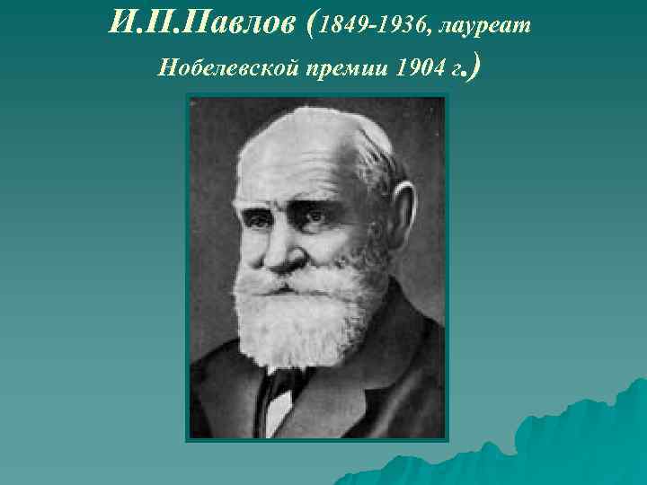 И. П. Павлов (1849 -1936, лауреат  Нобелевской премии 1904 г. ) 