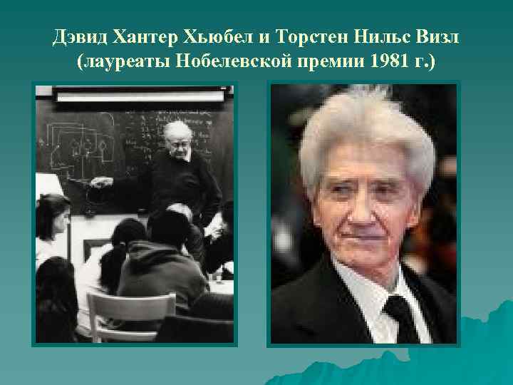 Дэвид Хантер Хьюбел и Торстен Нильс Визл  (лауреаты Нобелевской премии 1981 г. )