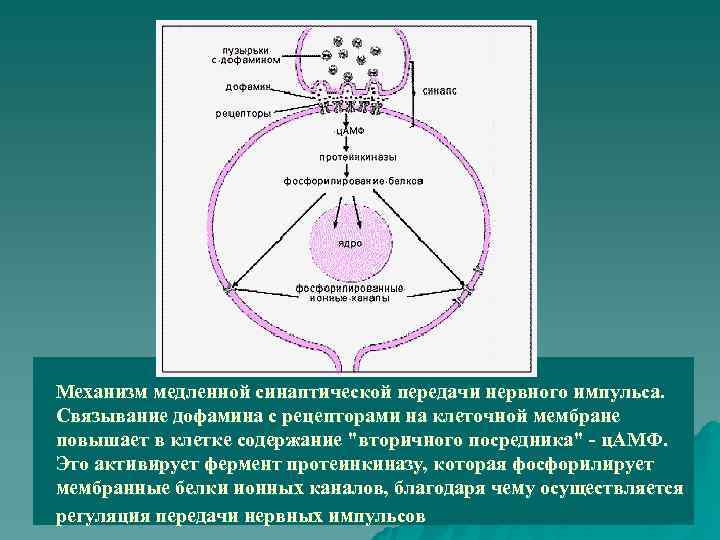 Механизм медленной синаптической передачи нервного импульса.  Связывание дофамина с рецепторами на клеточной мембране