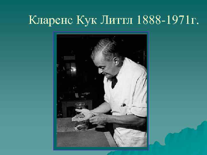 Кларенс Кук Литтл 1888 -1971 г. 