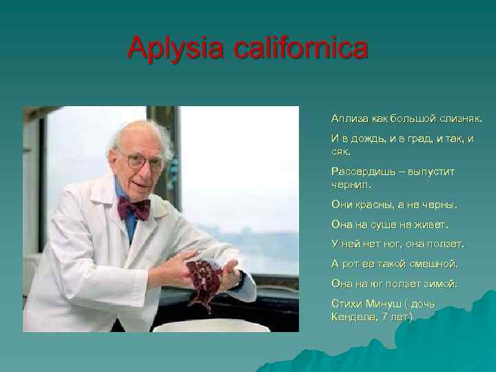 Aplysia californica   Аплиза как большой слизняк.   И в дождь, и