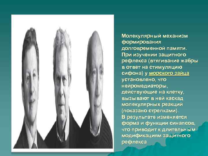 Молекулярный механизм формирования долговременной памяти.  При изучении защитного рефлекса (втягивание жабры в ответ