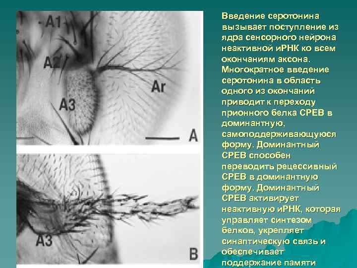 Введение серотонина вызывает поступление из ядра сенсорного нейрона неактивной и. РНК ко всем окончаниям