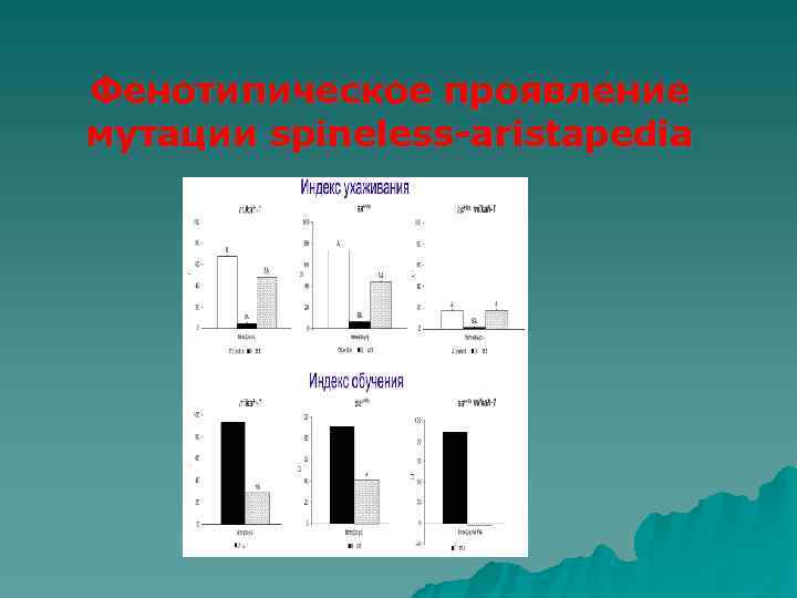 Фенотипическое проявление мутации spineless-aristapedia 