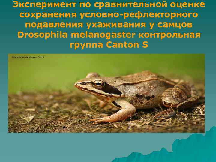 Эксперимент по сравнительной оценке сохранения условно-рефлекторного  подавления ухаживания у самцов Drosophila melanogaster контрольная