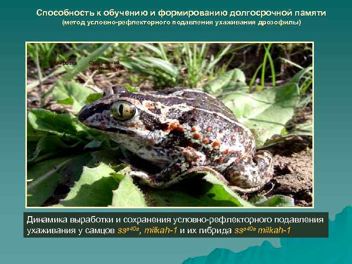  Способность к обучению и формированию долгосрочной памяти   (метод условно-рефлекторного подавления ухаживания